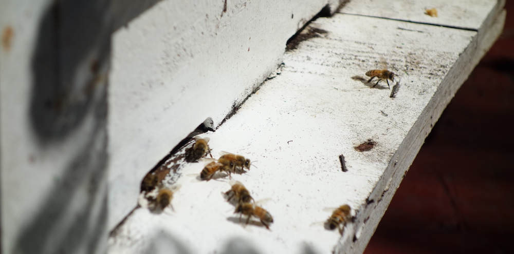 Bees outside the honey factory in Seraphi