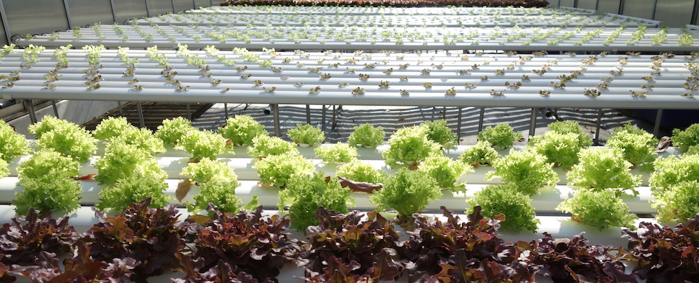 Hydroponics in a greenhouse