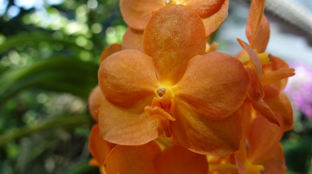 Beauties in the orchid garden