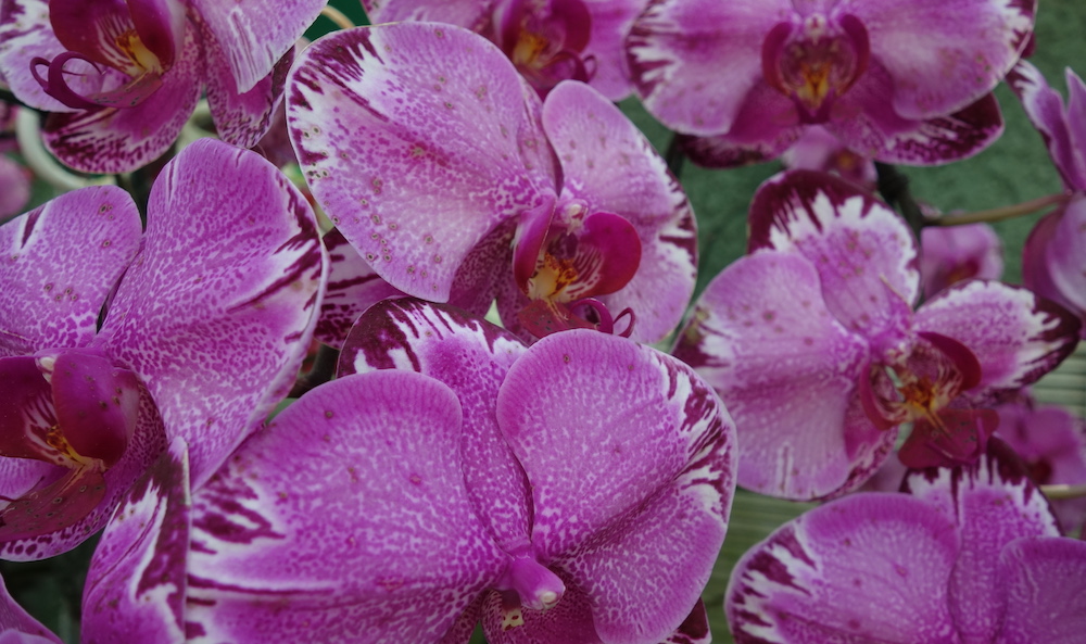 More orchids