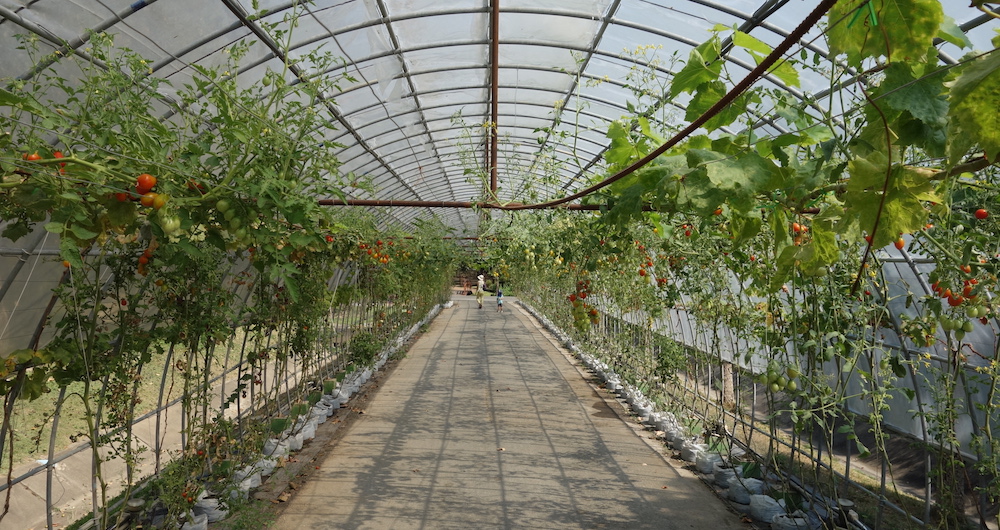 Tomato tunnel