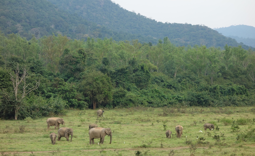 Elephants