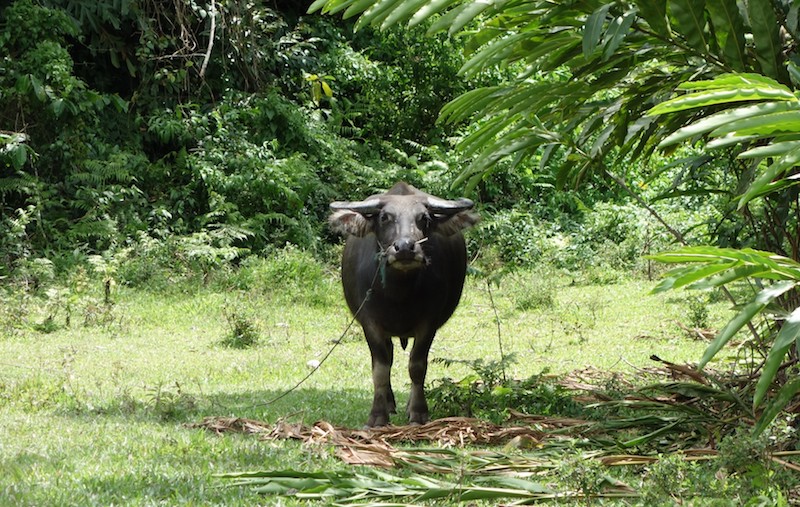 Water buffalo