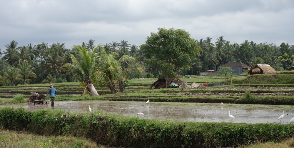 Ricefield walk